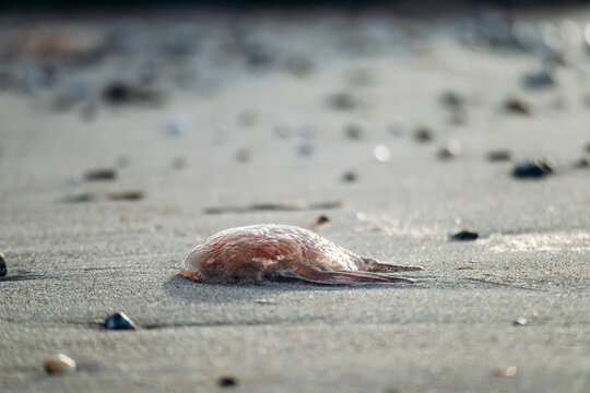 Jellyfish washed ashore on Plage de l Almanarre with translucent body and tentacles on sandy beach, close-up coastal detail