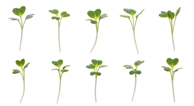 A collection of ten young broccoli sprouts in various stages of growth, isolated on a white background.