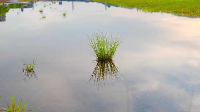 Silent puddle reflection of sky with passing car and grass, minimal nature background footage