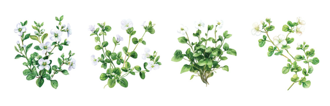 Bacopa herb set, Minimal yet artistic elements for creative designs. hand-drawn paint, Simple Illustration, A beautiful painting of a bacopa herb, EPS format, isolated on a white background