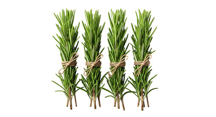 Fototapeta premium Four bunches of fresh rosemary tied with twine, isolated on a white background.