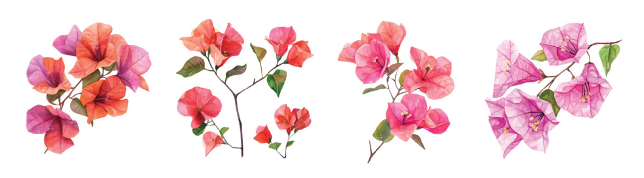 Bougainvillea flower, Minimal yet artistic elements for creative designs. hand-drawn paint, Simple Illustration, beautiful painting of bougainvillea flower, EPS format, isolated on a white background