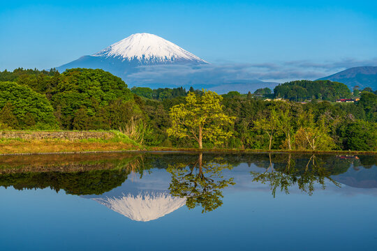小山町の水田に映る富士山