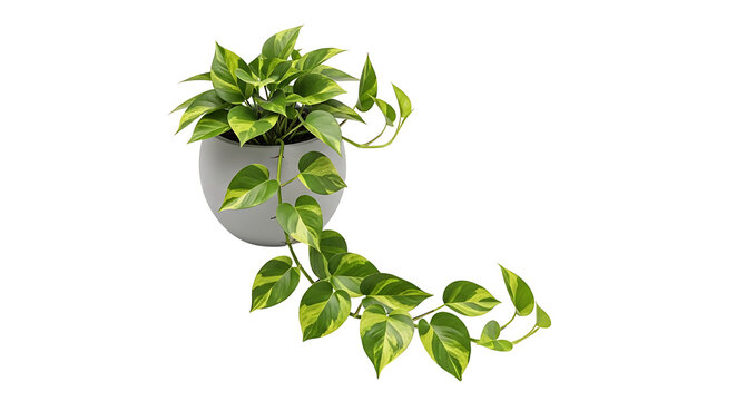 A Pothos plant with variegated green and yellow leaves cascades from a grey pot against a white background.
