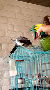 Pet cockatiel parrot sitting on cage being gently sprayed with water mister bottle
