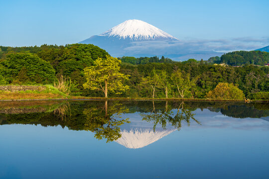 小山町の水田に映る富士山