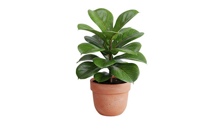 Obraz premium A small, healthy green plant with large, glossy leaves in a terracotta pot. isolated on transparent bakcground, PNG