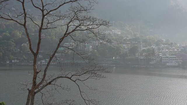 Bare tree rises near lake with hills and houses forming soft background.