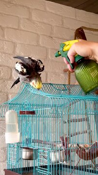 Pet cockatiel parrot sitting on cage being gently sprayed with water mister bottle