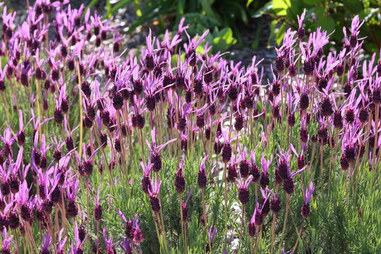 Lavandula stoechas subsp. pedunculata - Lavande papillon. Lavender flowers bloom in a sunny garden during the summer season