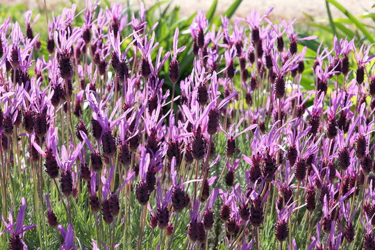 Lavande papillon. Lavender flowers grow in a garden during a sunny day in spring