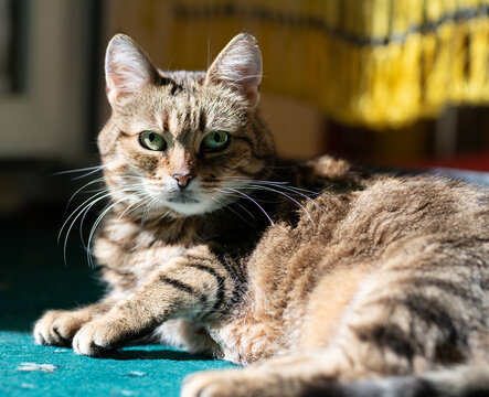 Close-up of a fluffy tabby cat lying on a carpet in the sunlight