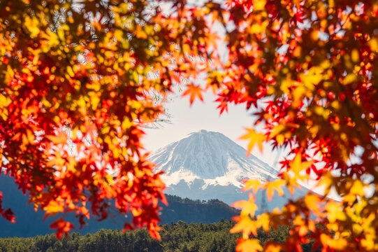 View through autumnal maple trees of Mt Fuji, Yamanashi Prefecture, Honshu, Japan