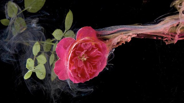 Floating rose with ink plume motion, leaves trailing as pigment swirls through clear water, fluid ribbon of color wrapping bloom, studio perfumer