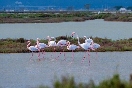 Side view of flock of flamingos in the Ebro Delta Natural Park, Tarragona, Catalonia, Spain
