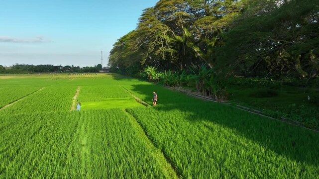 Person walking along narrow paths through lush green rice fields edged by tall trees
