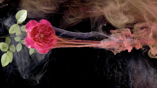 Long ink trail behind rose bloom, smoky pigments rising above leaf cluster, cinematic drift across dark water, slow flowing diffusion creating