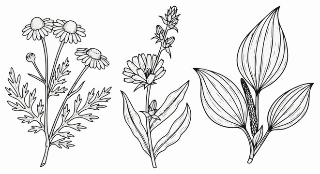 Line art depicts three distinct herbal plant specimens with detailed botanical illustrations on a white background