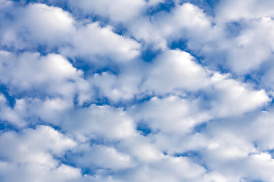 Dense texture of white altocumulus stratiformis clouds filling the blue sky.
