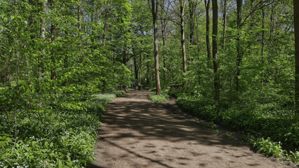 Fototapeta premium Idyllischer Waldweg durch den frühlingshaften Auwald mit frischem Bärlauchbewuchs und sonnigen Lichtspots, Reitweg Burgaue, Leipzig, Freistaat Sachsen, Deutschland