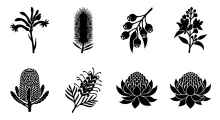 Australian Native Flowers Silhouettes - Botanical Vector Set featuring Protea, Banksia, and Wattle © MSTRANI
