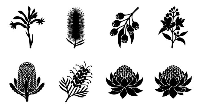 Australian Native Flowers Silhouettes - Botanical Vector Set featuring Protea, Banksia, and Wattle