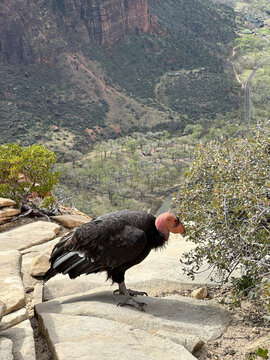 Side view of a California condor (Gymnogyps californianus) on a rock at the top of Angels Landing, Zion National Park, Utah, USA