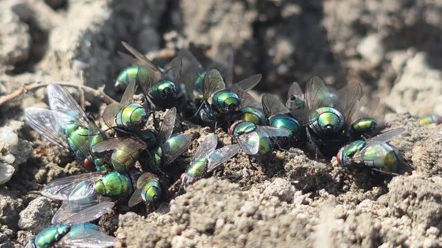 
Close-up of a Swarm of Greenbottle Flies Hydrating from Soil Near a Dead Mouse #002

