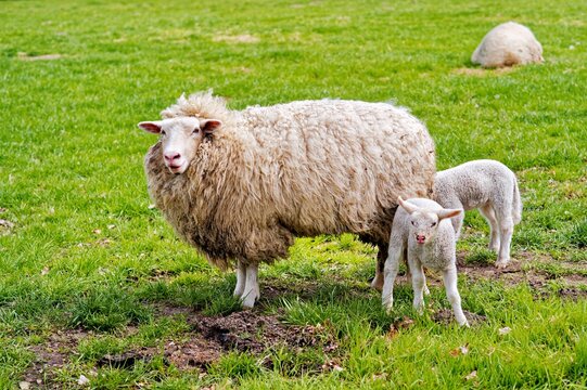 Ewe with two lambs standing in a field, East Frisia, Lower Saxony, Germany
