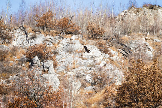 Golden Eagle Perches on Rocky Outcrop