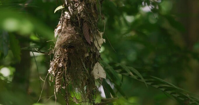 Long-tailed broadbill couple build nest in deep forest animal wildlife