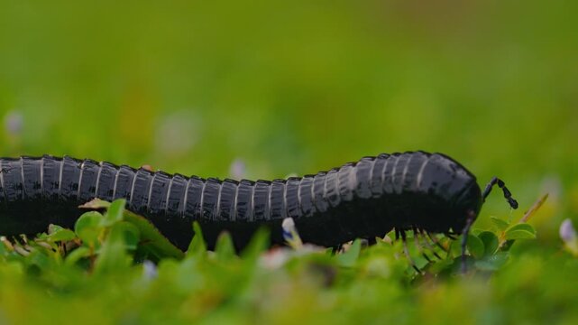 Giant millipede Spirostreptus centrurus crawling through green grass in natural habitat, detailed macro view of a large arthropod moving slowly with many legs, wildlife behavior and texture of segment