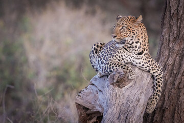 Leopardo en un árbol © Nómadas Ocasionales