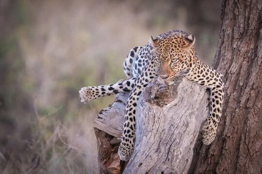 Leopardo en un &aacute;rbol