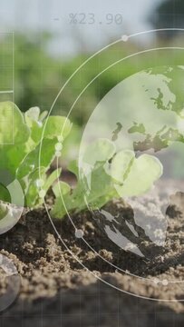 Vertical video: Overlay fading lettuce sprout pushing from soil globe rings rotating showing data