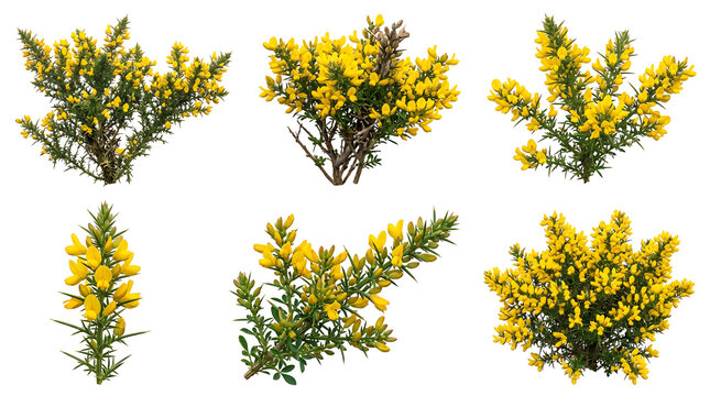 Collection of gorse flowers and leaves on white background transparent background