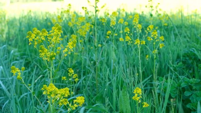 Panoramic View of a Vibrant Yellow Wildflower Meadow