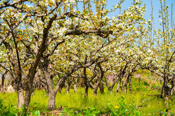 Fototapeta premium Bloosoms of the Nashi pear, Pyrus pyrifolia, in spring