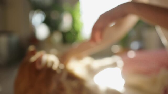 Woman's hand gently grooming her ginger cat lying on the floor, removing excess undercoat fur with a comb while enjoying the warm sunlight streaming into the home