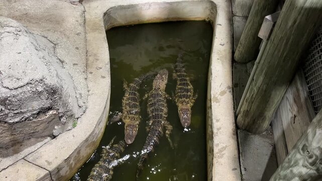 Alligators swimming through a narrow zoo enclosure canal with murky green water. Overhead view showing crocodilians gathering during feeding time beside wooden barriers