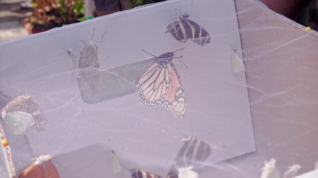 Close view of butterflies resting on mesh enclosure, delicate wings visible through net, conservation or breeding setup showing natural insect life cycle in controlled environment
