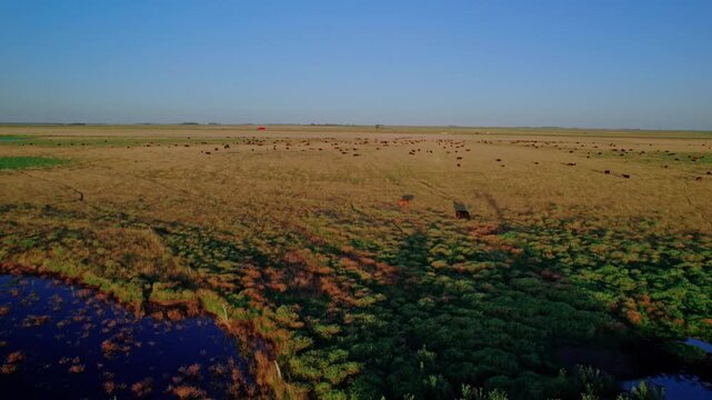 Aerial tracking shot of a large cattle herd grazing in a vast rural pasture during sunset, featuring a traditional windmill, water trough, and natural wetlands.
