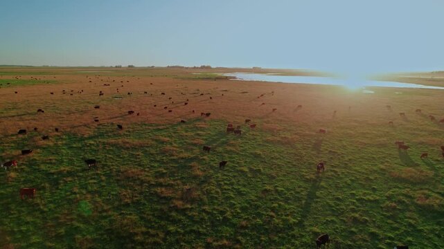 Low-altitude drone tracking shot of a large cattle herd grazing in a wide green field during golden hour. Cinematic sunset reveal with lens flare and long shadows