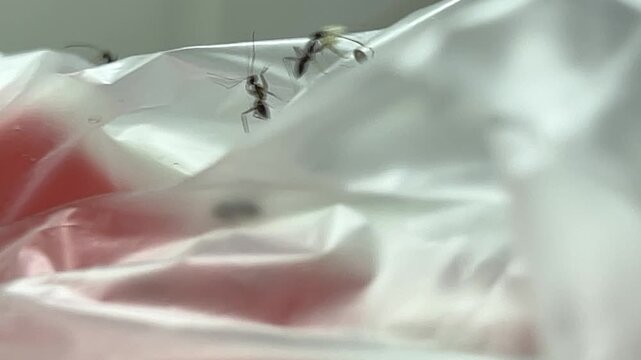 Close view of ants crawling over plastic garbage bag with food residue, small insects gathering and moving, unhygienic condition showing pest activity in indoor environment