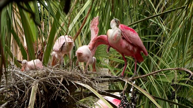 Active roseate spoonbill chicks in a nest