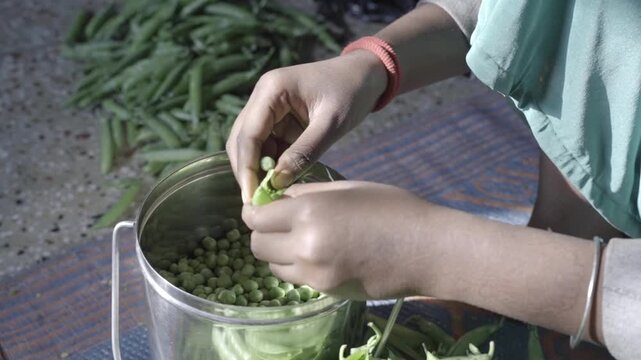 Shelling fresh harvested green peas at a traditional Indian household setup, Closeup