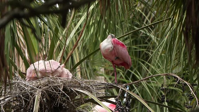 Three roseate spoonbill chicks in a nest