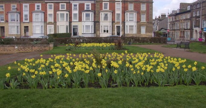 Extra Wide shot of Daffodils in flower at Wellington Esplanade Gardens at Lowestoft