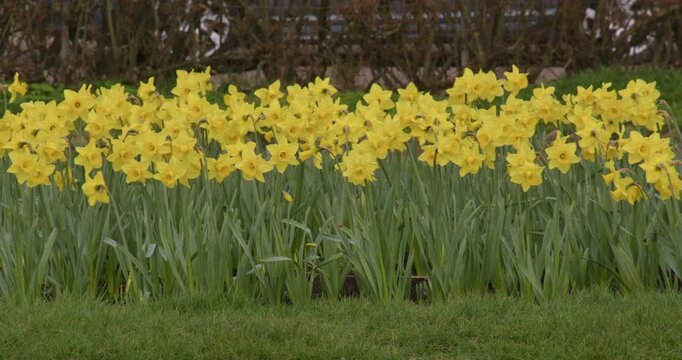 shot of Daffodils in flower at Wellington Esplanade Gardens at Lowestoft