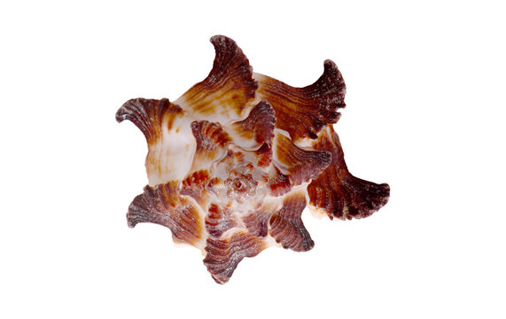 Spiny brown and white murex shell, Chicoreus, isolated on white background. Sharp fronds and rough texture. Ideal for nature, marine, and decorative collage design use.